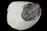 Bargain, Gerastos Trilobite Fossil - Morocco #69119-1